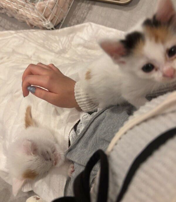 飼い主さんに甘える2匹