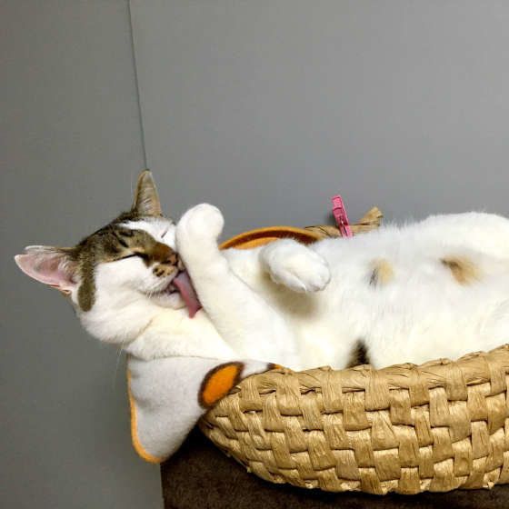 キジトラ・チップくん・お手入れ中