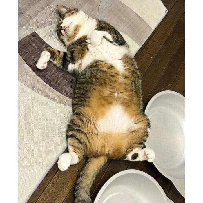 床でヘソ天するよもぎくん