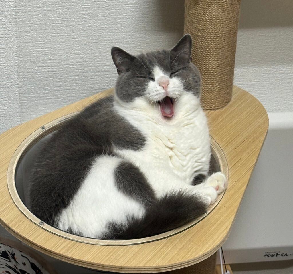 お気に入りのキャットタワーでくつろぐ福ちゃん