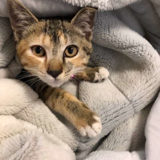 布団の中に入るキジトラ