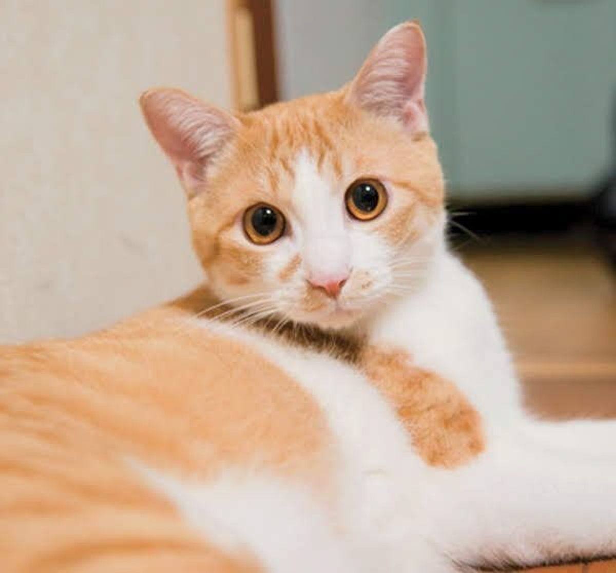 最強猫コンビをもっと知りたい V系バンドマン煉さん 虎徹くんの素顔 ねこのきもちweb Magazine 最強猫コンビをもっと知りたい V系バンドマン煉さん 虎徹くんの素顔 ねこのきもちweb Magazine