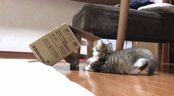 箱争奪戦を繰り広げるネコ