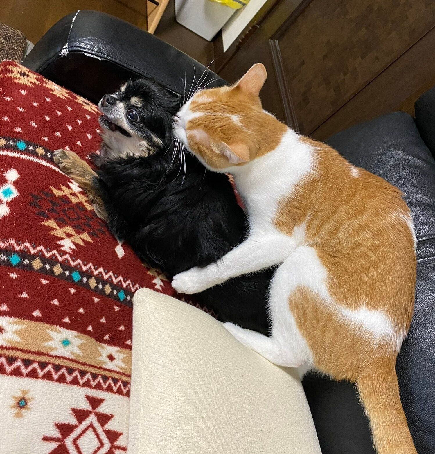 ビスコくんとぱぴこちゃん