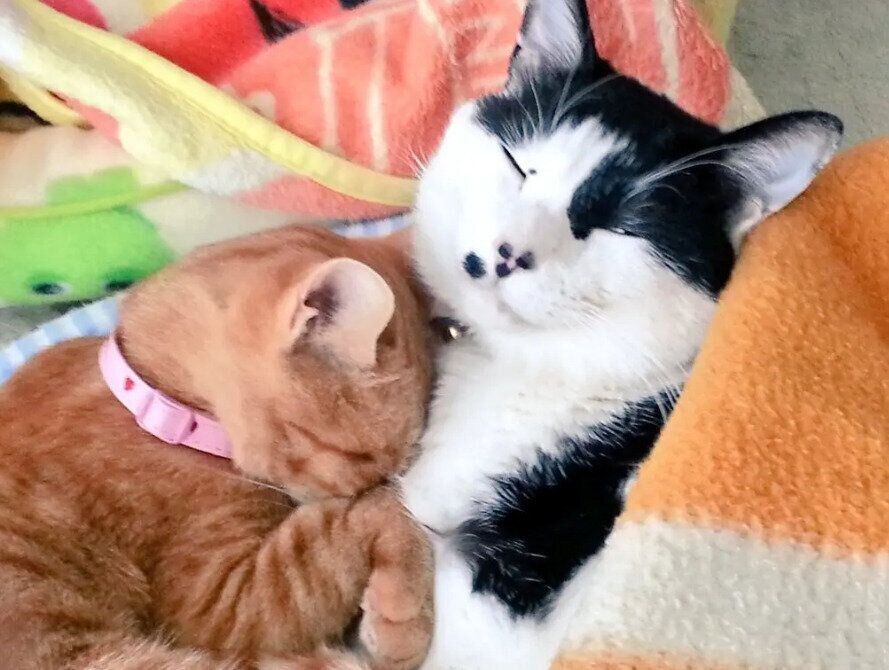 寝ている2匹の猫