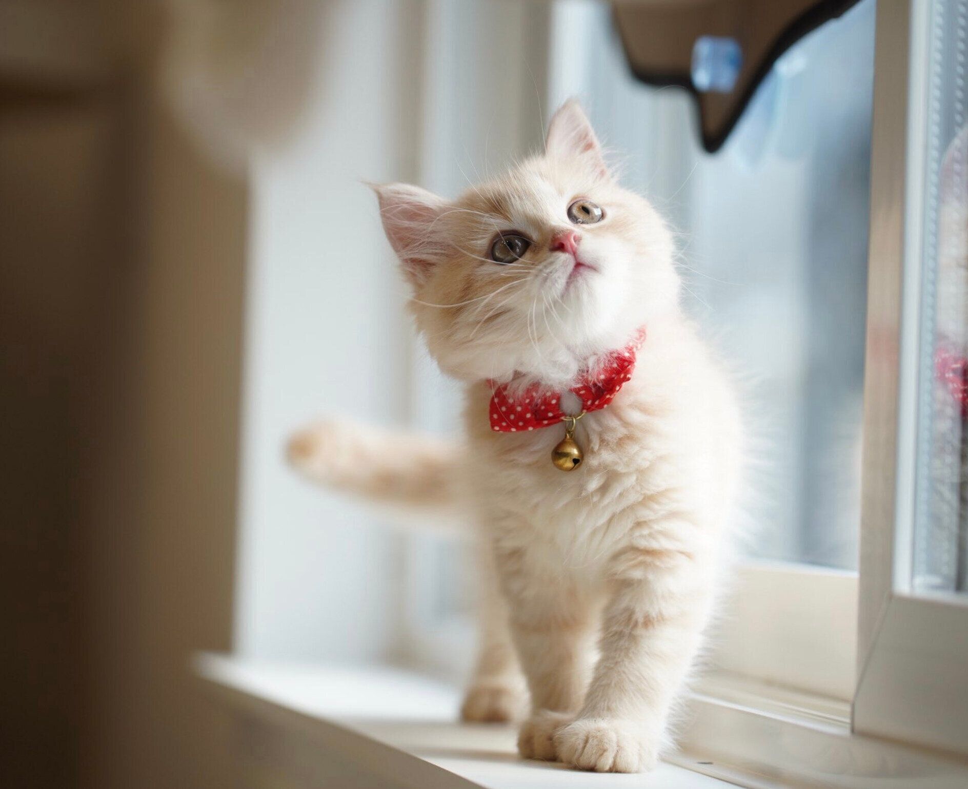 子猫時代のてんぷらくん