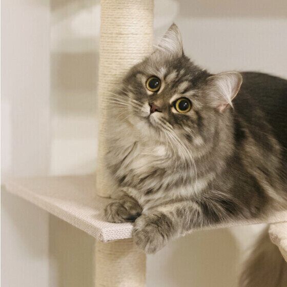 ラガマフィンのLanaちゃん