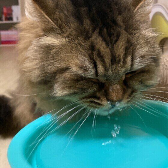 水を飲むキジトラ猫