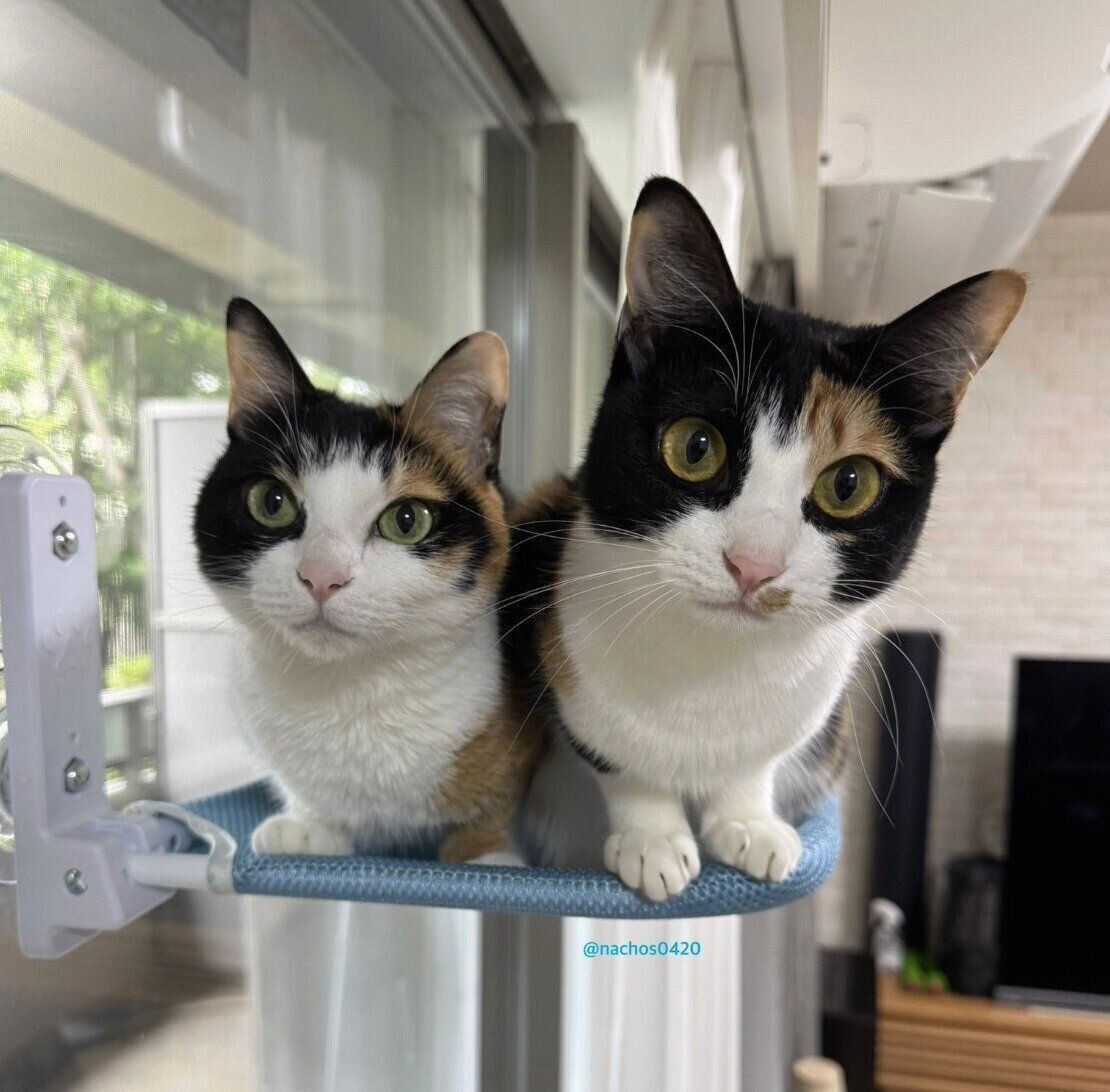 仲良くハンモックでまったりのなっちゃん、スイちゃん。