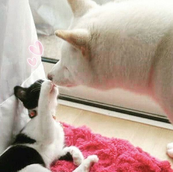 鼻をくっつけ合うかりんちゃんとゆずちゃん