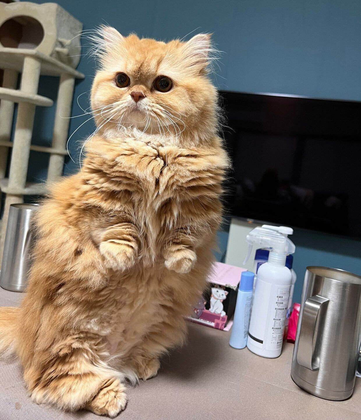 「4頭身」なフォルムが愛おしい美桜ちゃん