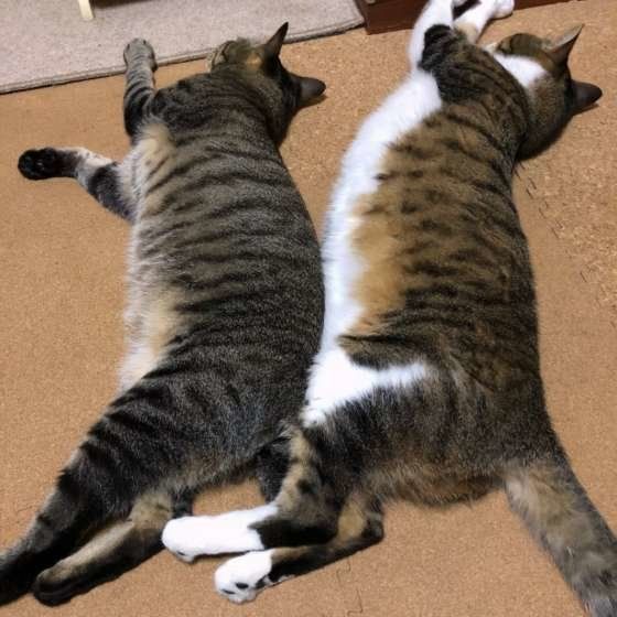 シンクロする潤くん