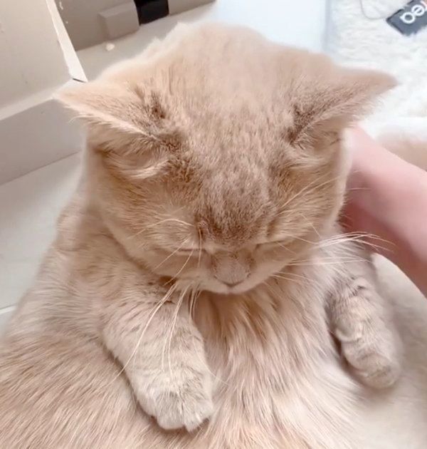 飼い主さんに撫でてもらうここちゃん