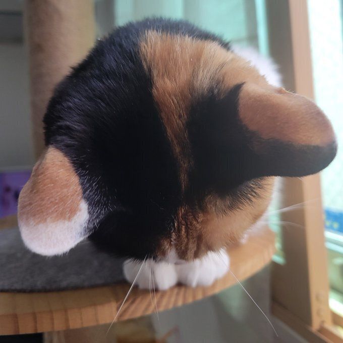 飼い主に頭頂部を向ける猫