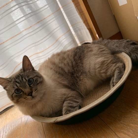 爪とぎ器でリラックス