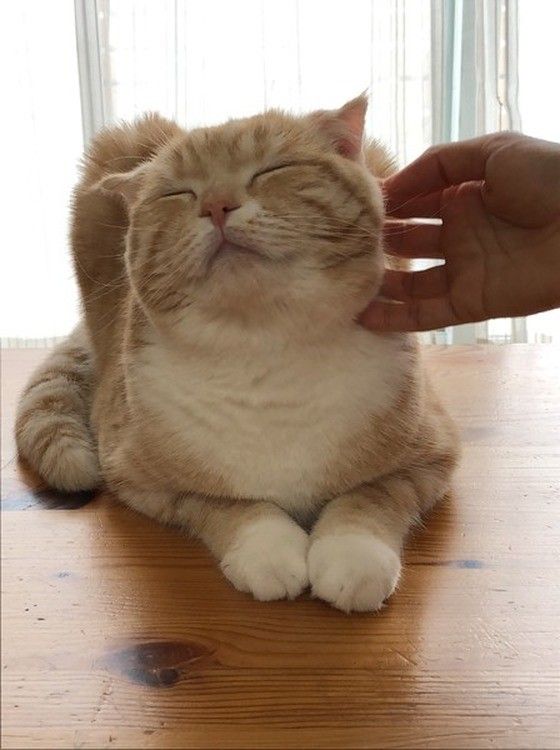 なでなでされるスコティッシュフォールド