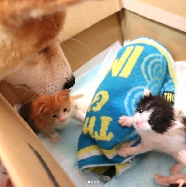 見つめ合う子猫とこむぎちゃん