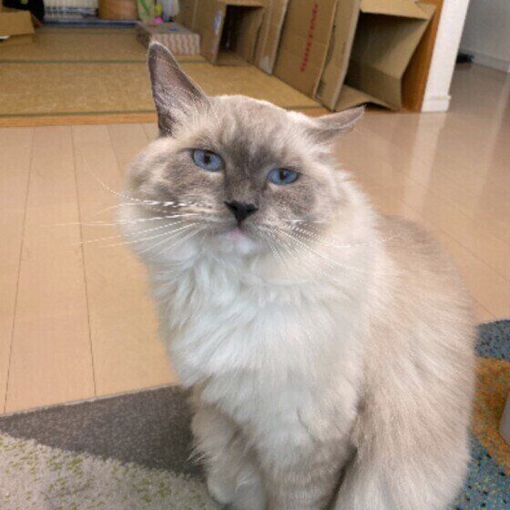 ラグドールの五右衛門くん♪