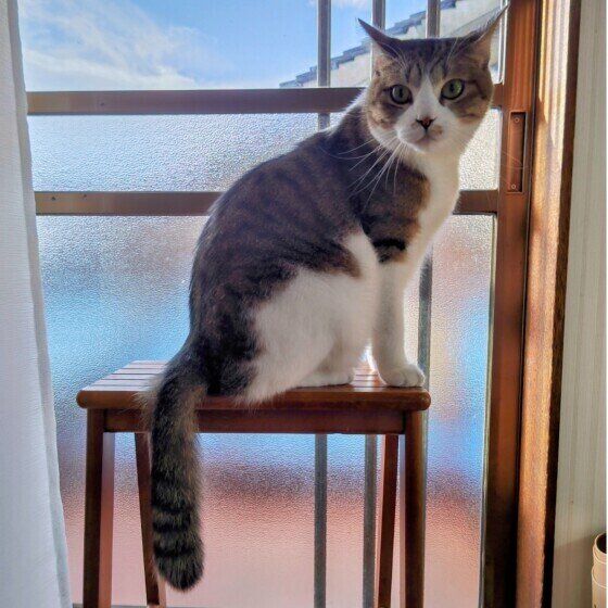 玄関先に座るキジトラ猫