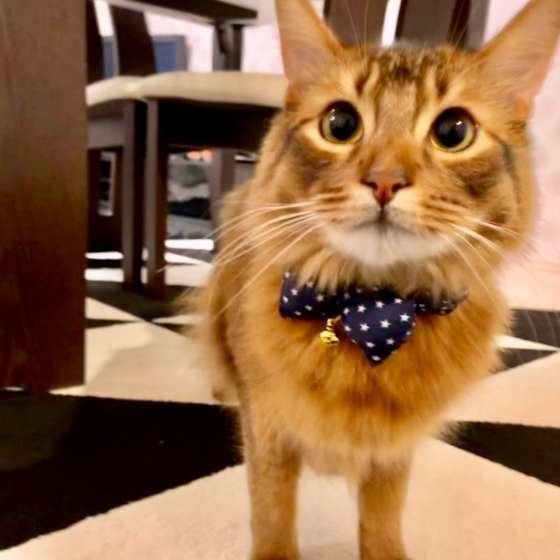 青い首輪のソマリ