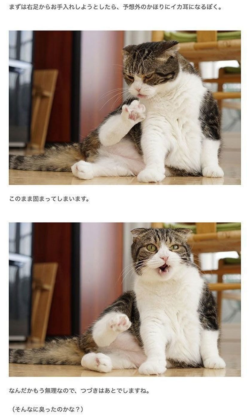 毎日チェックしたくなる おすすめ猫ブログ5選 ねこのきもちweb Magazine 毎日チェックしたくなる おすすめ猫ブログ5選 ねこのきもちweb Magazine