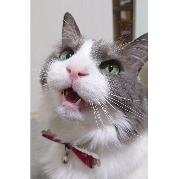 見上げるいーくん