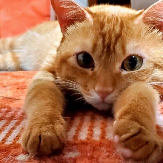 茶トラのルヴァン君