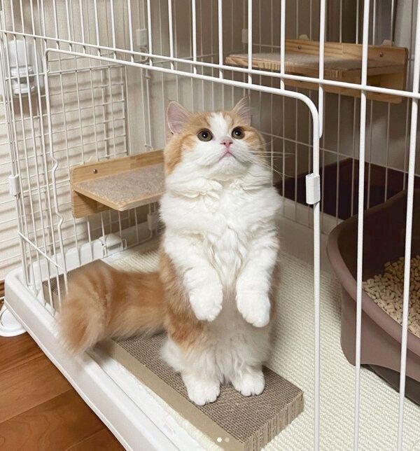 立ち上がってキョロキョロするなぎちゃん