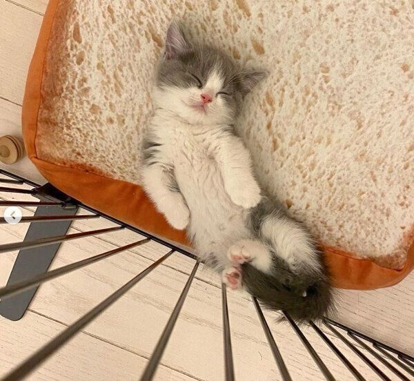 ヘソ天するココタくん