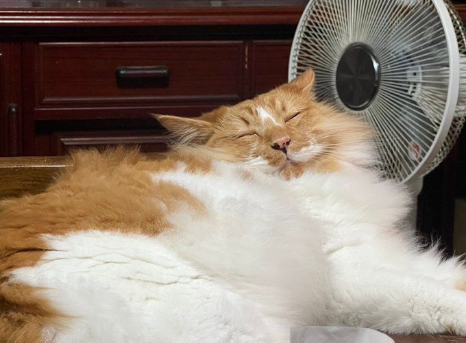 気持ちよさそうに寝る猫