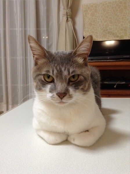 香箱座りをしているMIXサバトラ猫