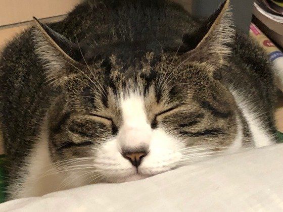 あご乗せするキジトラ