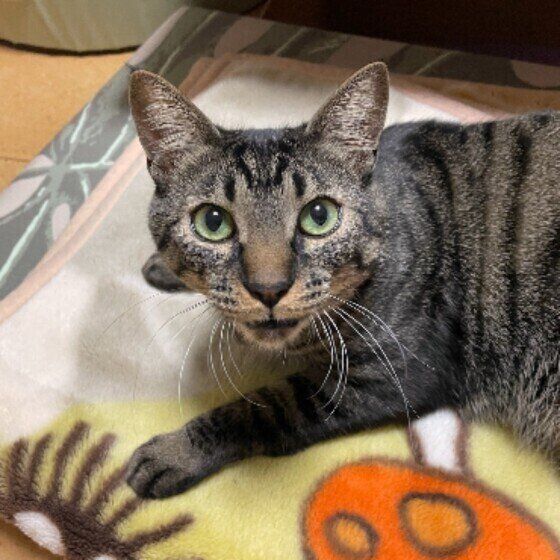 獲物を狙う小虎くん