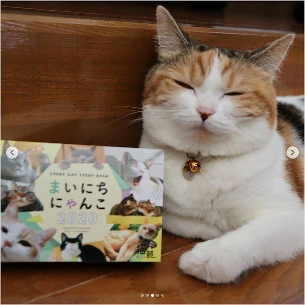 「まいにちにゃんこ2020」