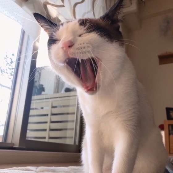 あくびをするMix