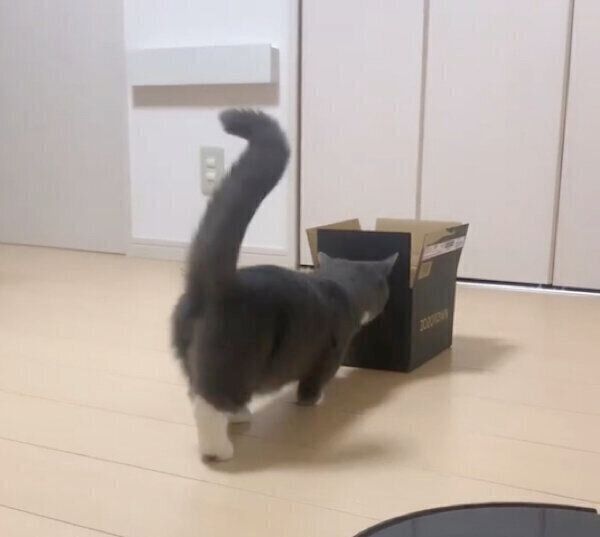 ダンボール箱を運ぶひじきくん