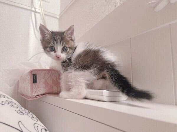 お迎えした頃のあめくん