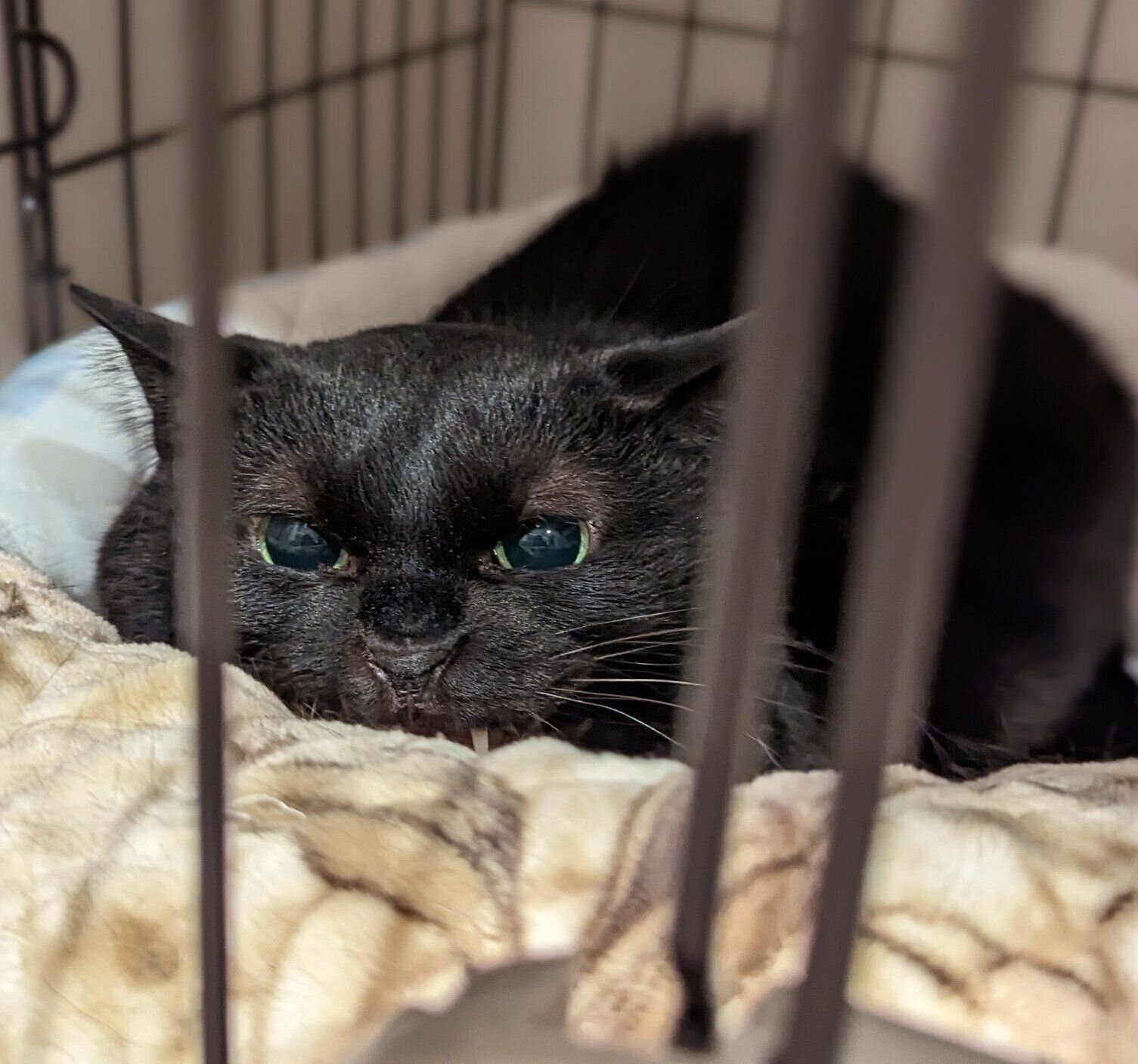 お迎えして1週間ほどが経った頃のリリちゃん