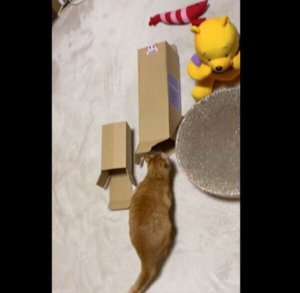 おしりを振って狙いを定めるつぶちゃん