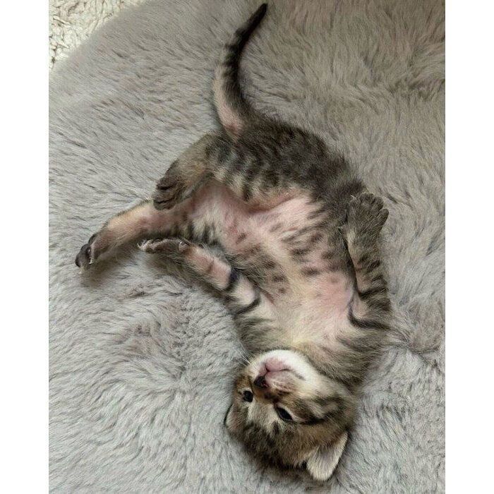 生後2週齢のシャオリーちゃん