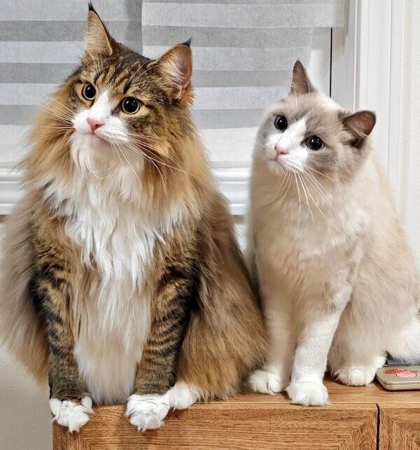 しろあんちゃんとのツーショット