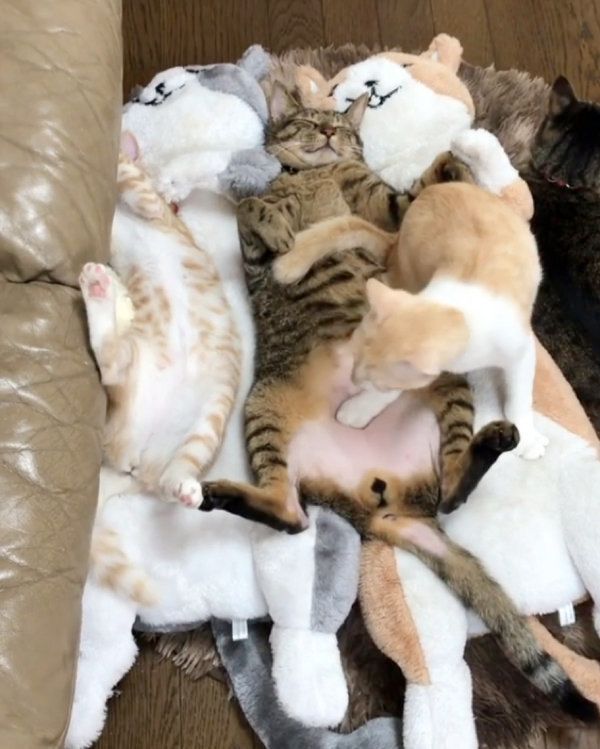 ぬいぐるみに紛れて寝る猫