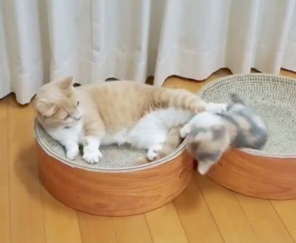 遊んでいるマンチカン姉妹