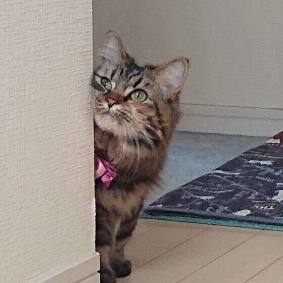 ごはん待ちのマンチカン