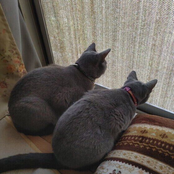 窓の外を眺める猫たち（ロシアンブルー）