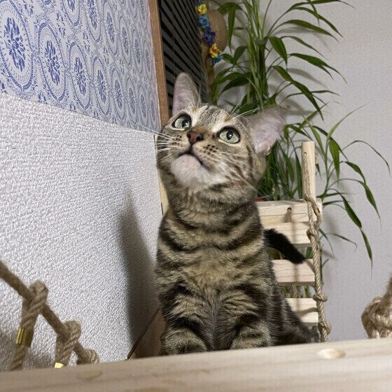 アメリカンショートヘアのココちゃん