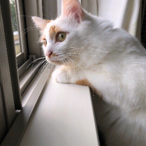 スコティッシュフォールドのたびくん♪