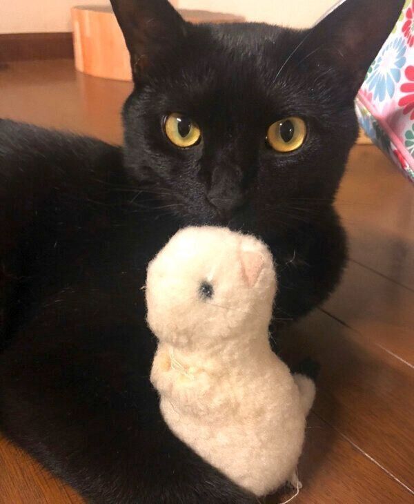 ぬいぐるみを抱えるくろのすけくん