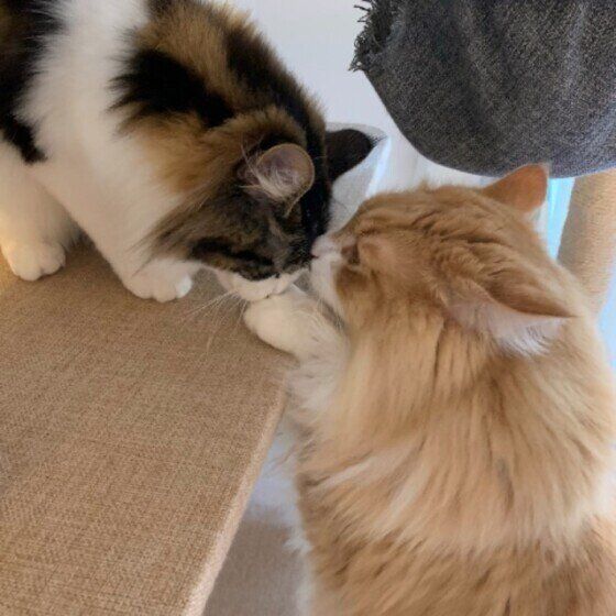 猫のニオイをくんくん嗅ぐラガマフィン