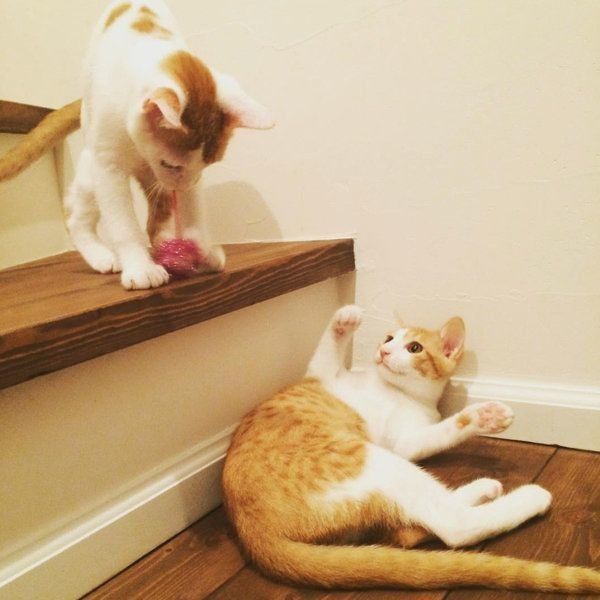 猫のいちごちゃんとタルトちゃん